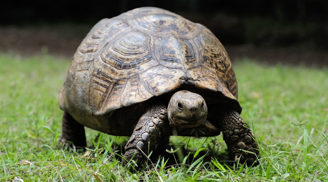 Aldabra Tortoise: Longevity Legend