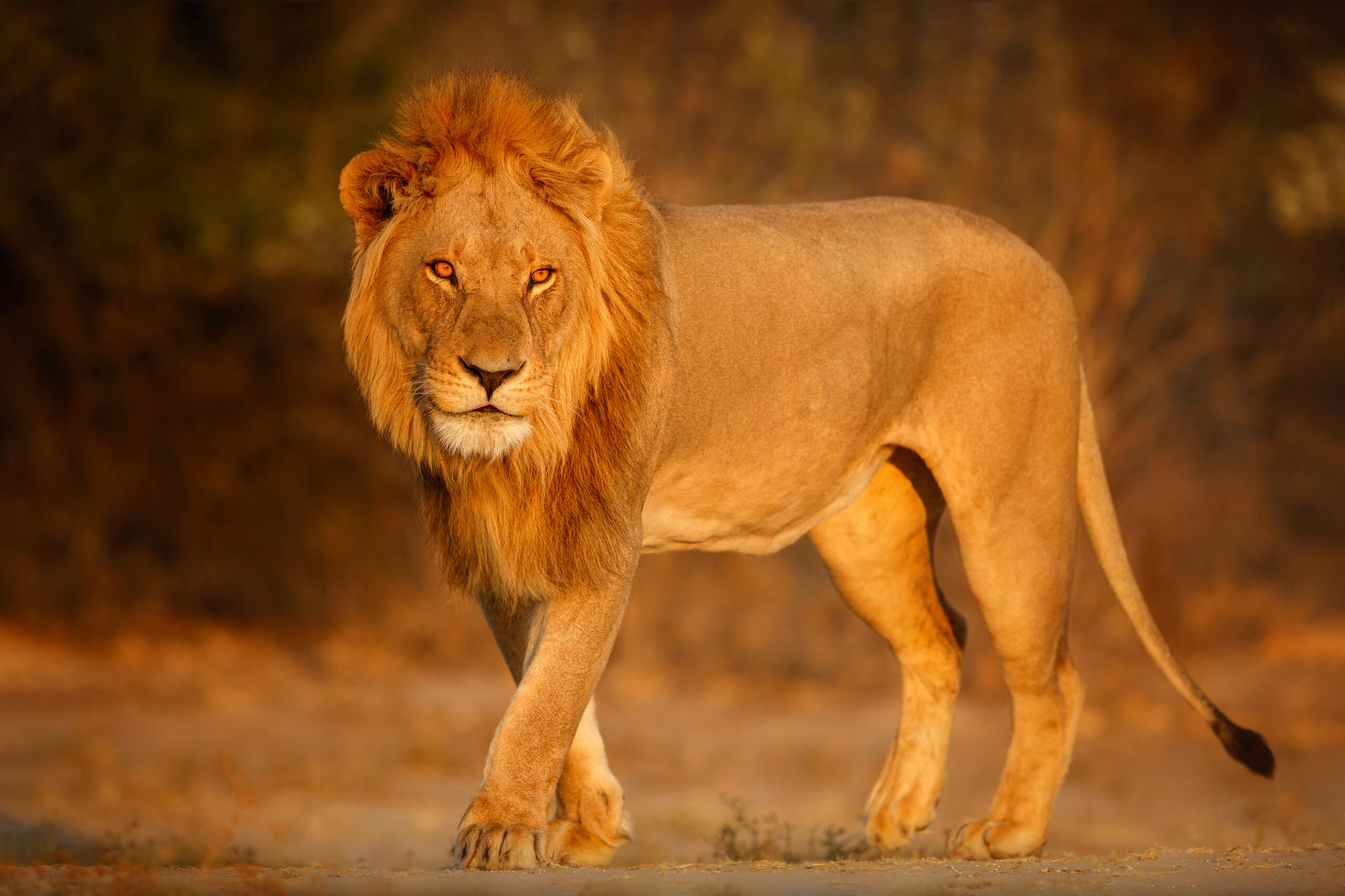 Lion: The Night Hunter